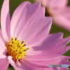 秋桜⑩