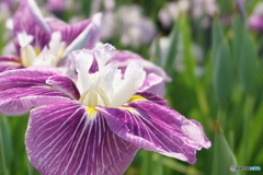 菖蒲③
