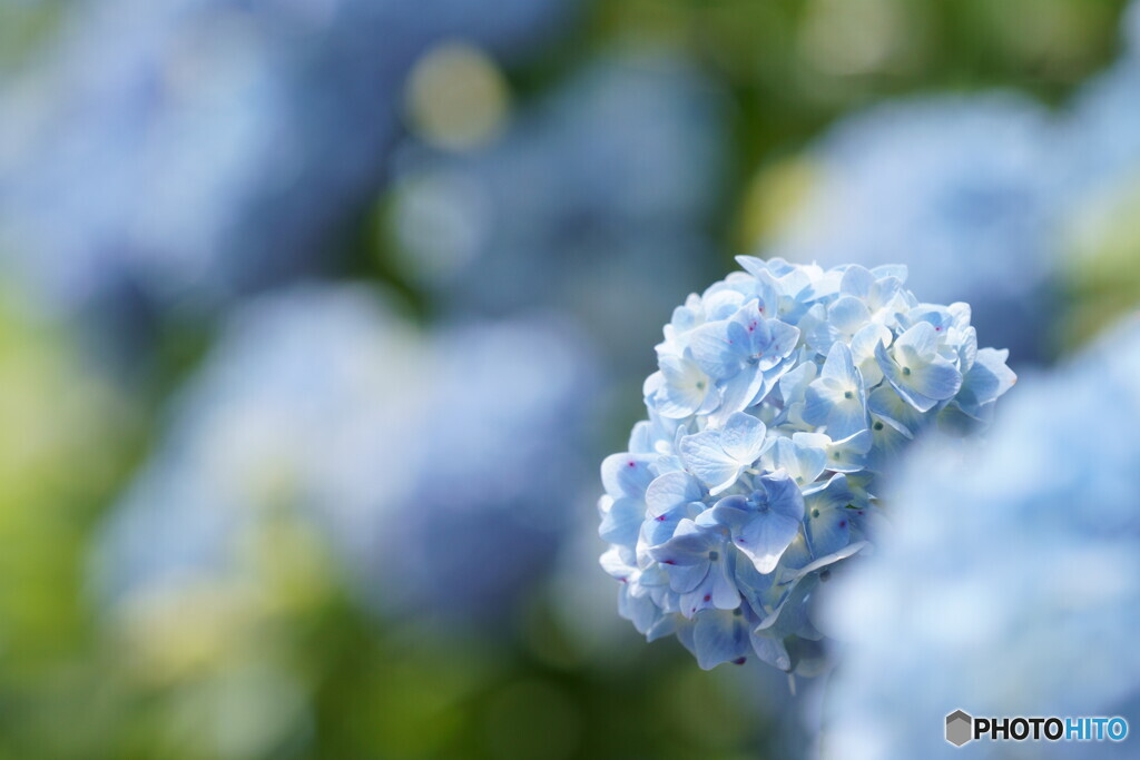 AJISAI Ⅰ