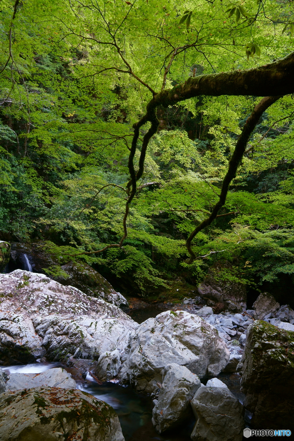 森林浴