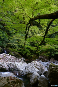 森林浴