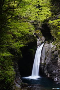 新緑の滝 ～大釜の滝②～