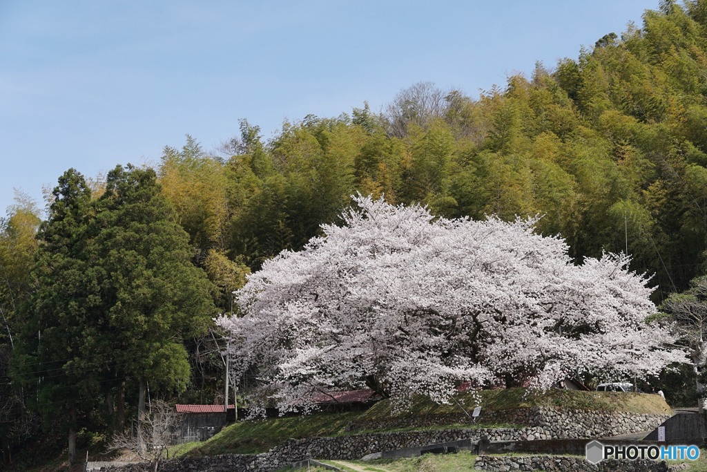 桜