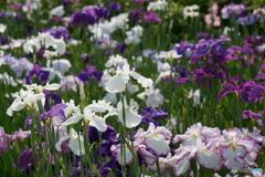 菖蒲②