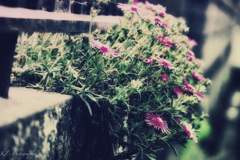 Flower portrait 