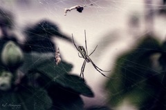 image spider