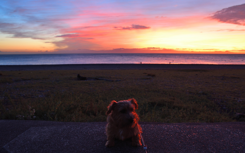 日の出　犬