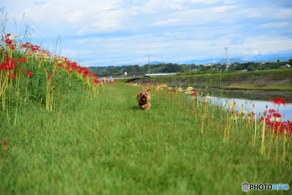 静岡県　牧之原市　彼岸花