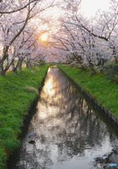 朝桜　最後の一枚かな。