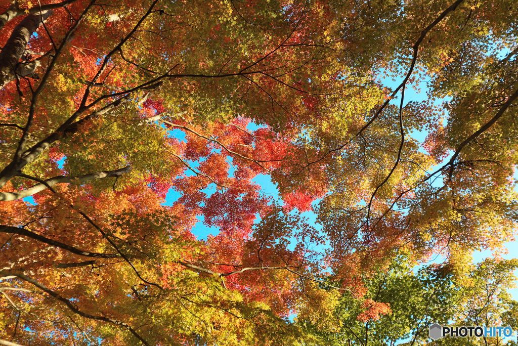 山中湖　紅葉　祭り　　山中湖紅葉祭り　