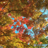 山中湖　紅葉　祭り　　山中湖紅葉祭り　