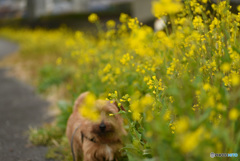 菜の花