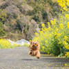 みかん拾ったよ～!