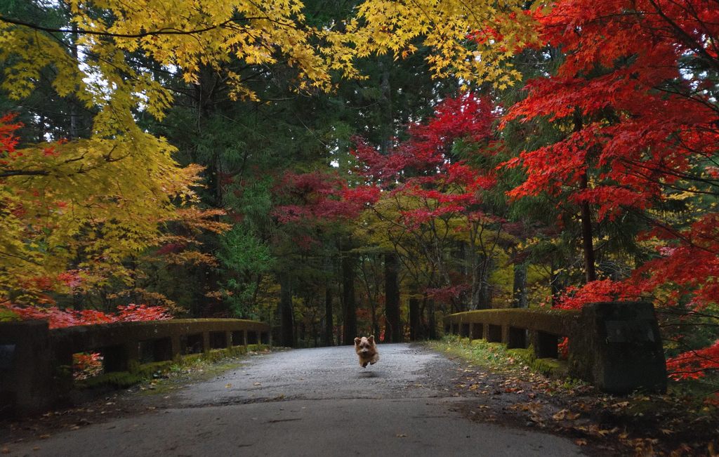 小國神社の奥