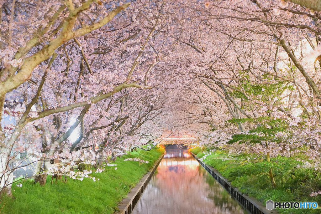 桜