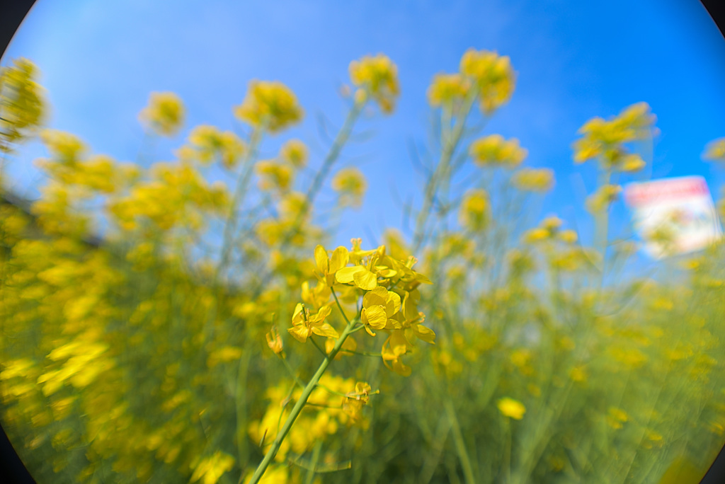 菜の花