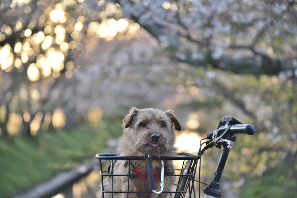 桜色でしょ？