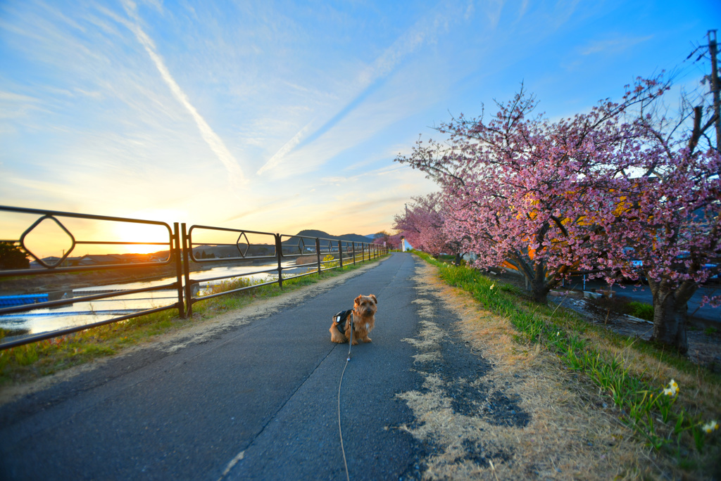 夕焼け　河津桜　