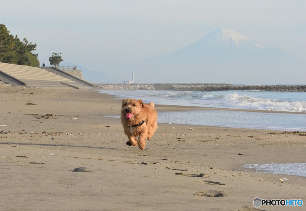 富士山と犬
