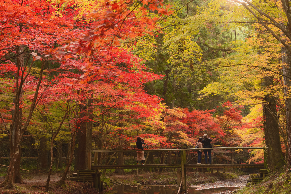 小國神社　紅葉