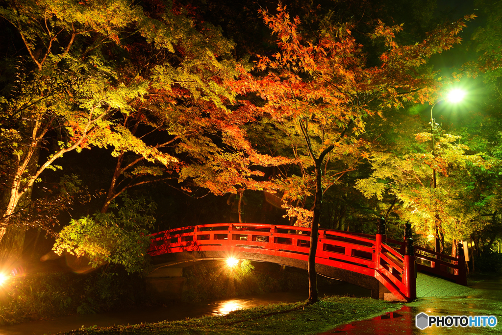 小國神社 紅葉 ライトアップ By フク父 Id 写真共有サイト Photohito