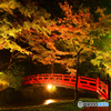 小國神社　紅葉　ライトアップ