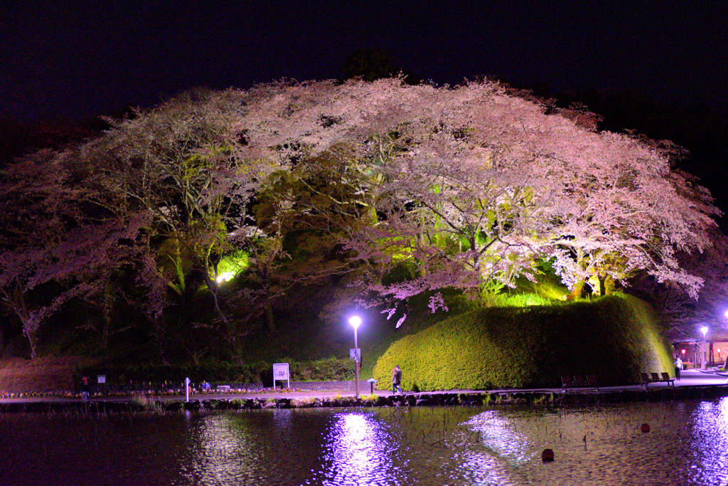 蓮華寺池公園のライトアップ