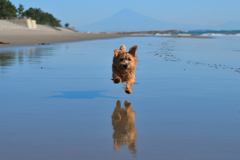 富士山と犬