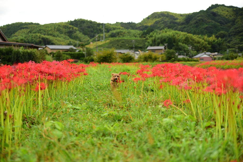 彼岸花