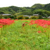 彼岸花