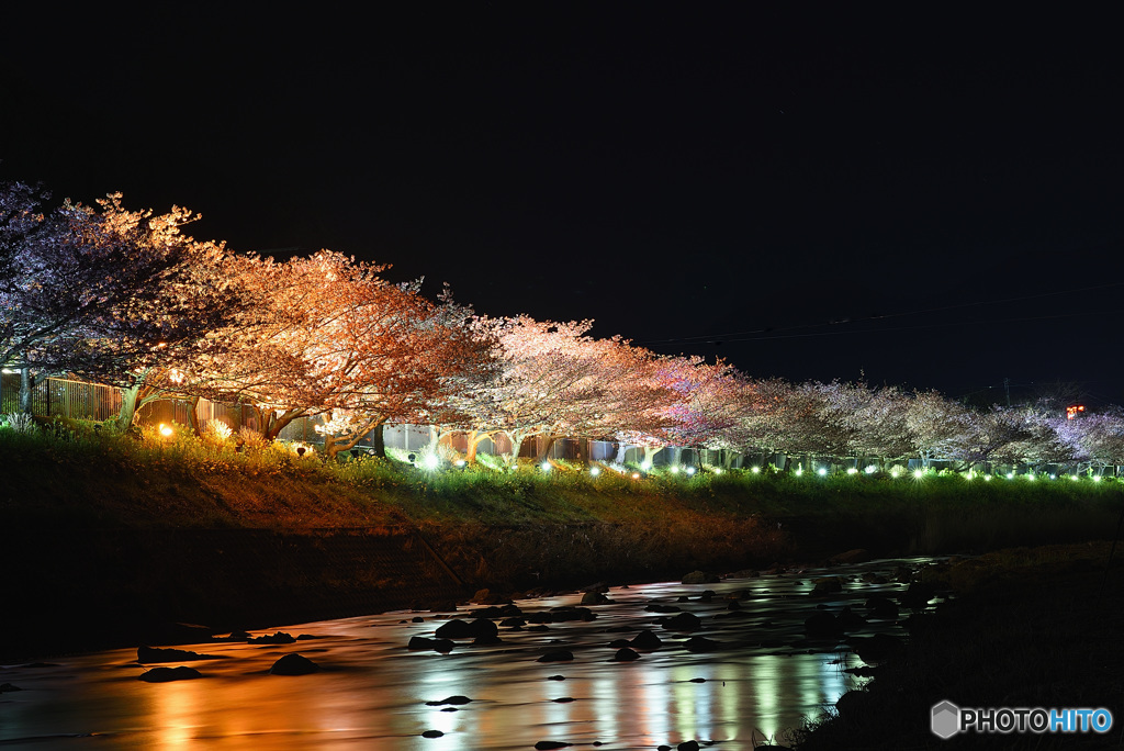 河津桜まつり