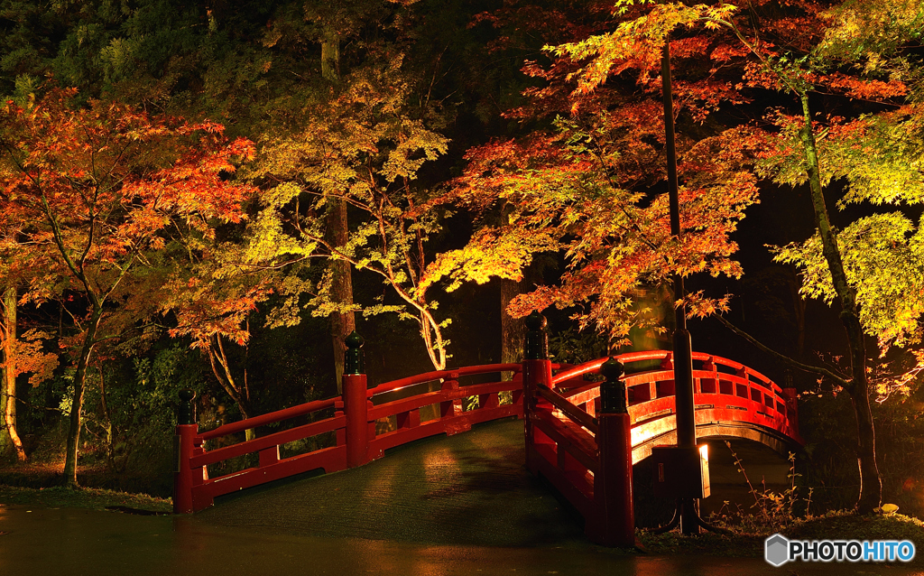 小國神社　紅葉　ライトアップ