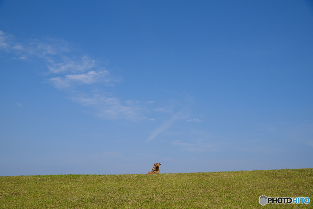 犬だ!