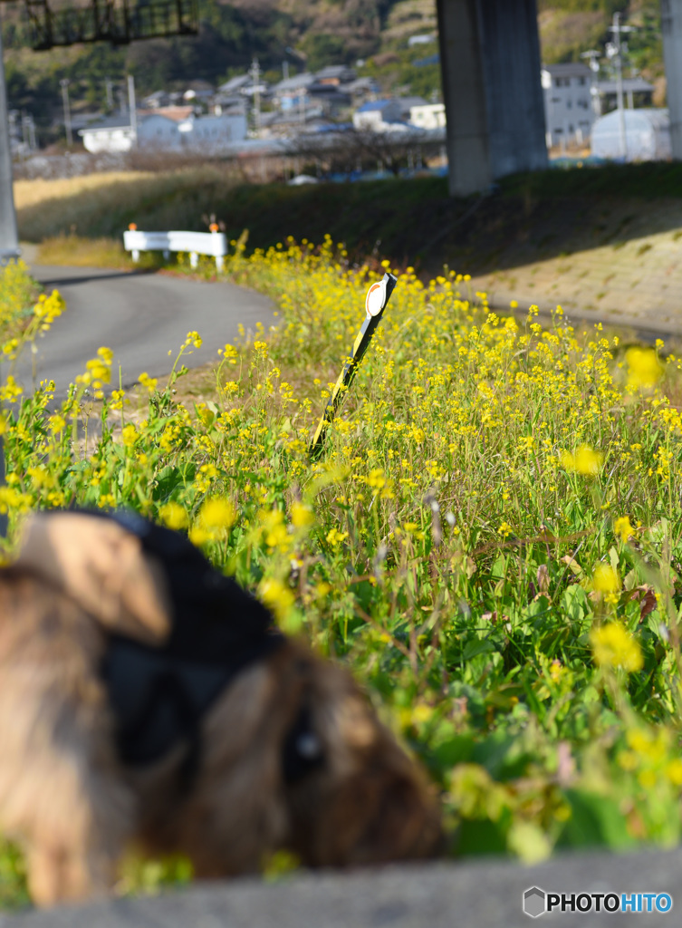 菜の花
