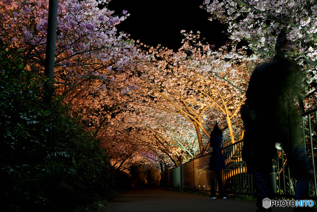 河津桜まつり