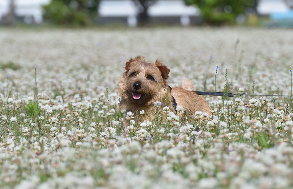 愛犬