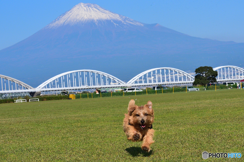 富士山+犬