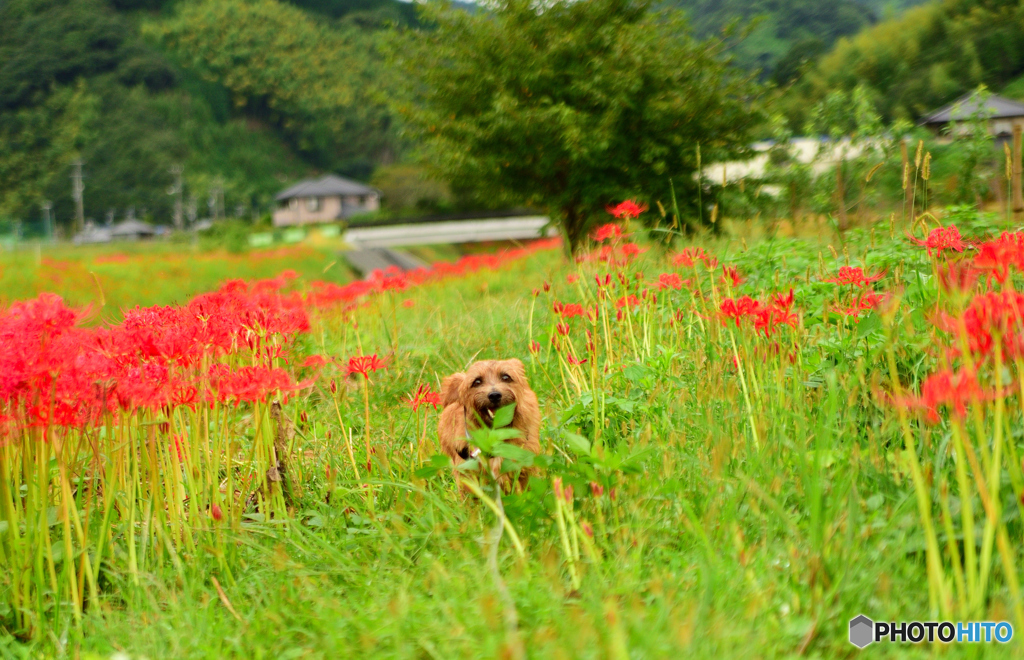 犬