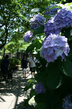 真昼の紫陽花