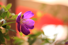 野薔薇