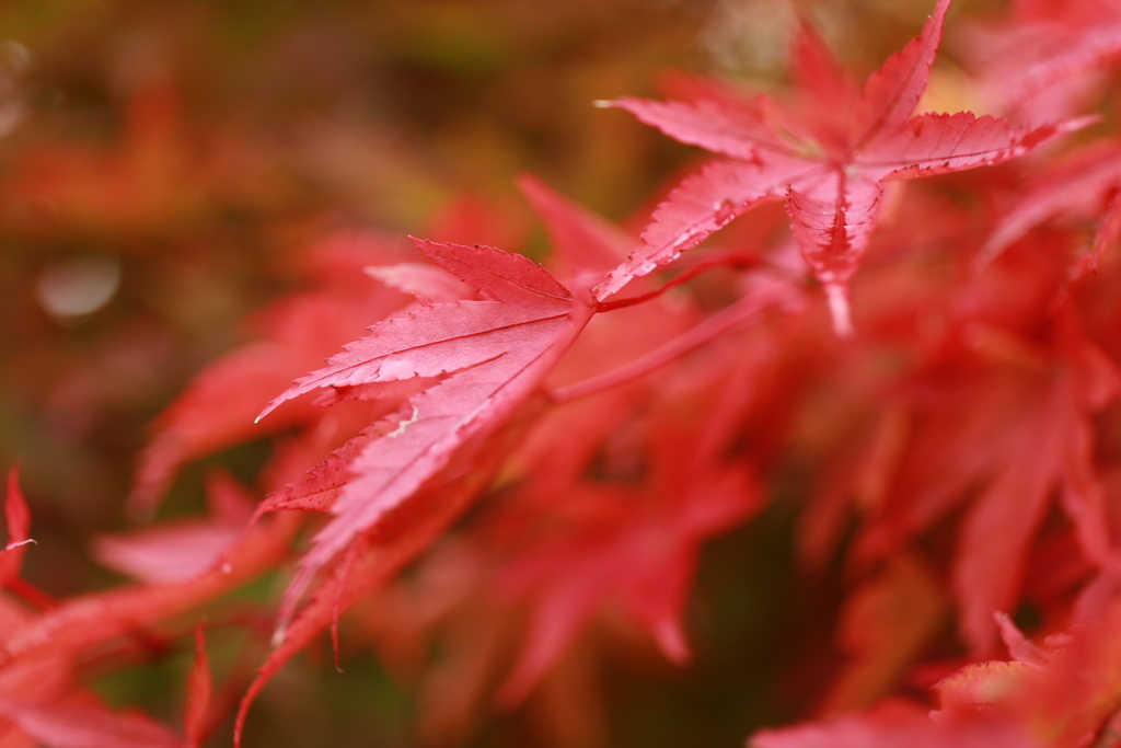 雨上がりの紅葉