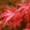 雨上がりの紅葉