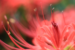 彼岸花
