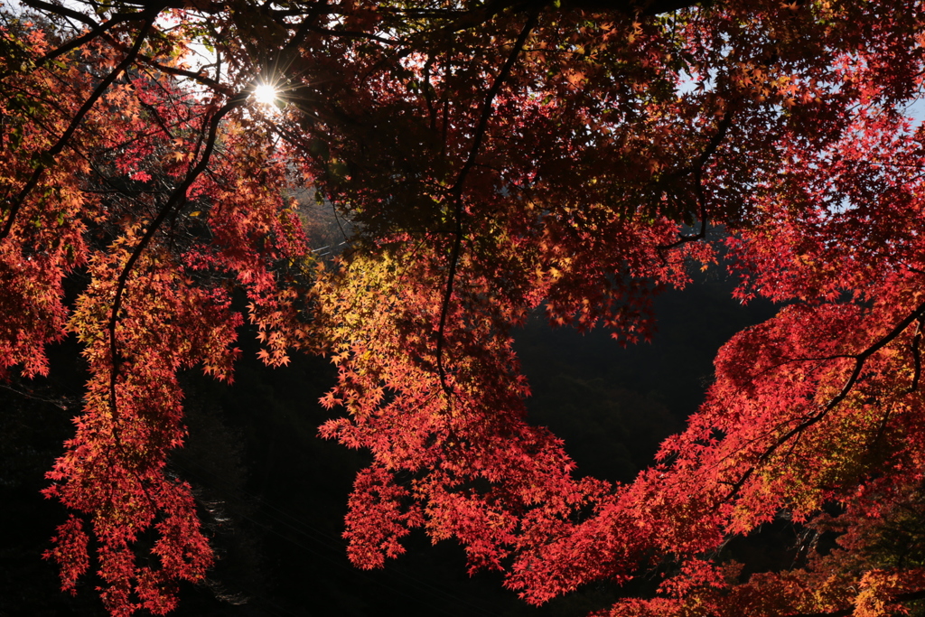 ハート型の紅葉