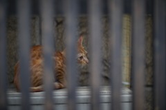 格子猫