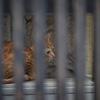 格子猫