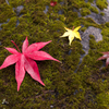 紅葉三様