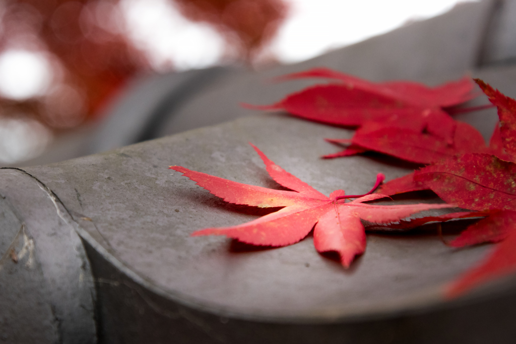 瓦屋根の裏紅葉
