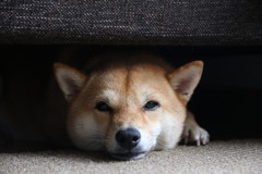 おいてきぼり