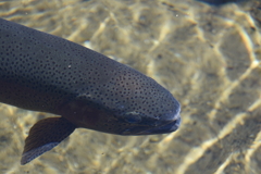 魚！　ですがー